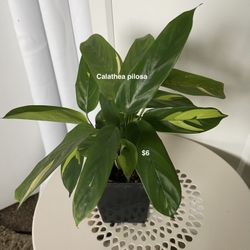 Calathea pilosa