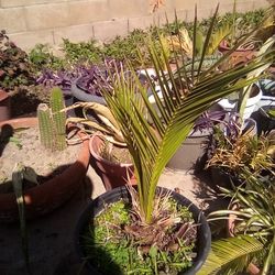 Baby Sago Palm In A Pot $13