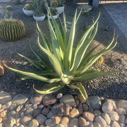 Agave Vilmorinoana (Octopus Agave)
