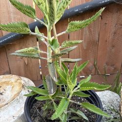 PLANTA MALA MADRE