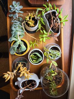 8 Sad Succulents + Pots