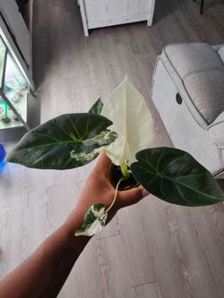 Alocasia Regal Shields Albo