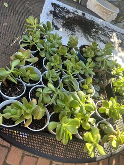 Jade Cuttings 