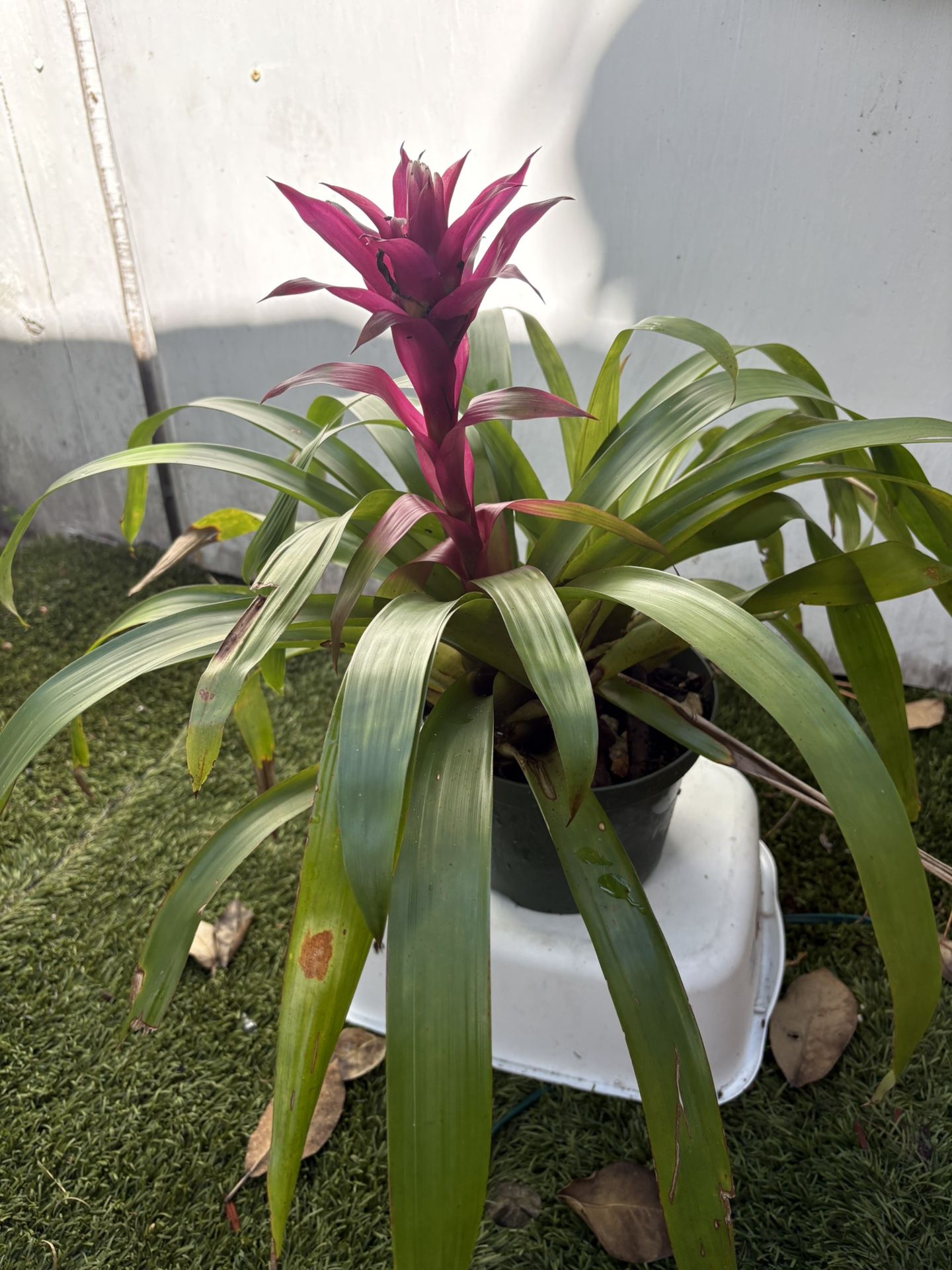 Bromeliads $10  