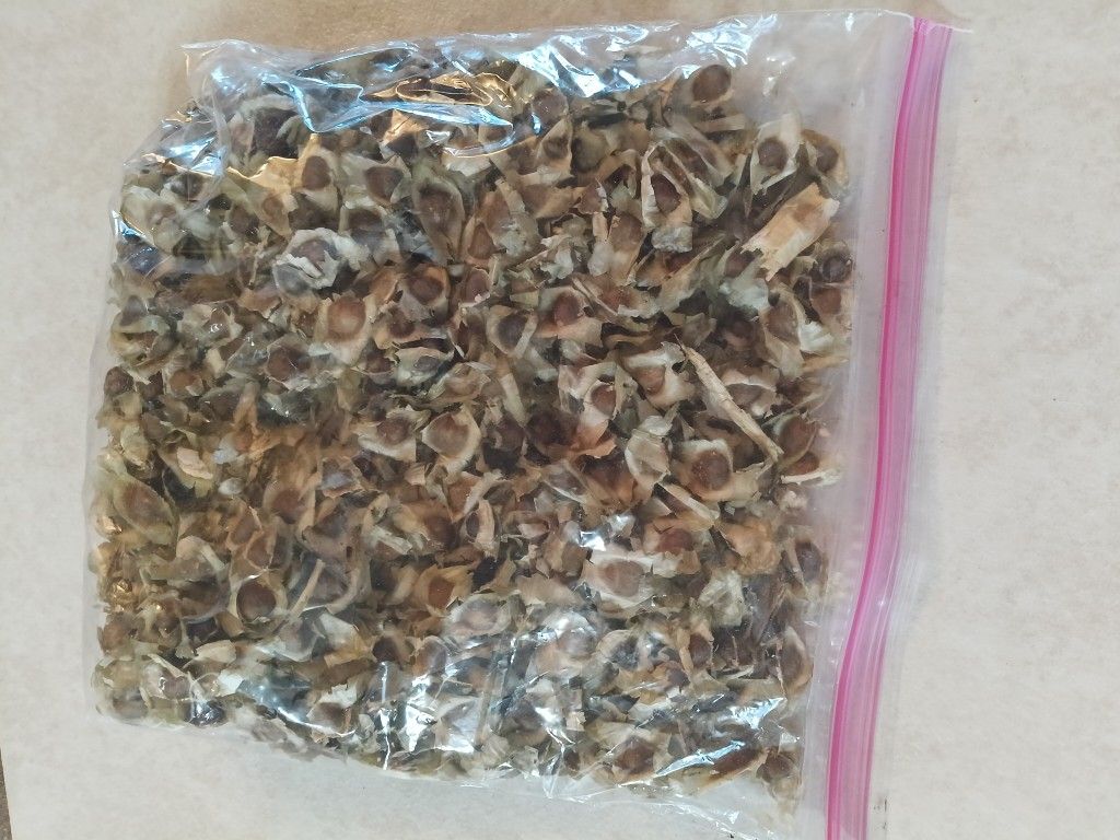 Moringa Seeds 
