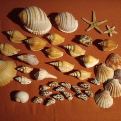 Seashells #1