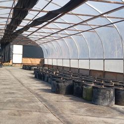 Greenhouse 