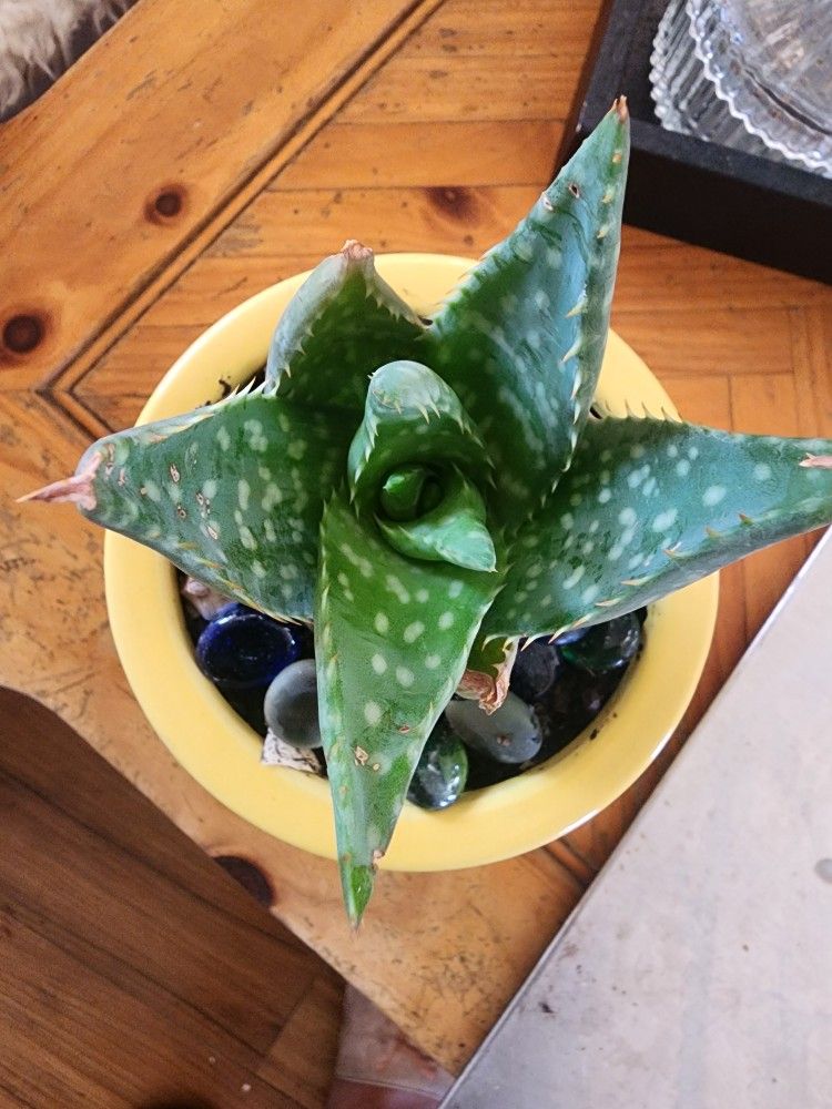 Aloa Vera
