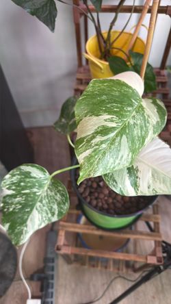 Monstera Albo