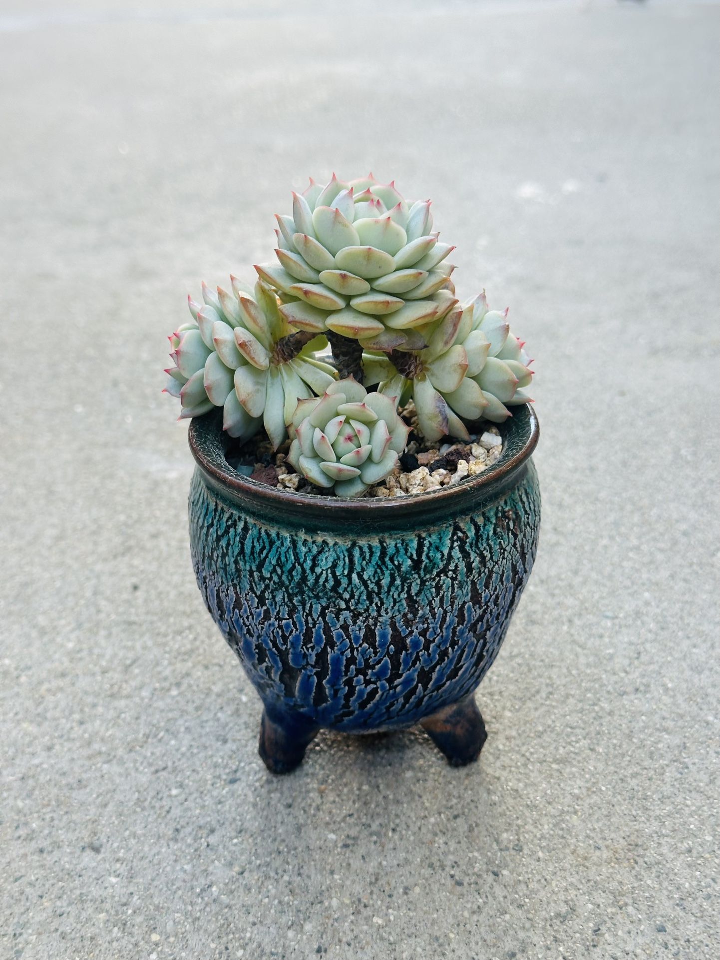 Succulents plants 🪴 