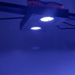 Reef Tank Light Hydra