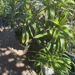 Indoor Plants $25 Ea 