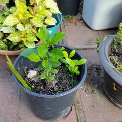 2 Lemon Trees