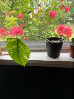 Monstera Albo - Burgundy Philodendrons