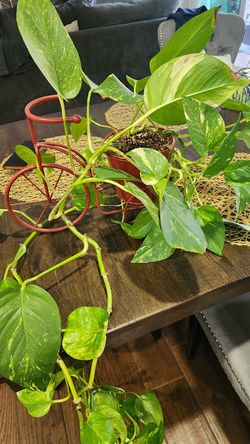 Variegated pothos plant