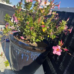 Ceramic Pots With Plants