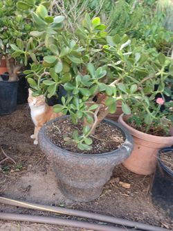 3f.tall jade tree. With pot30dl. And. Lione teeth áloe 25dls .1fith tall jade. With  vase25dls