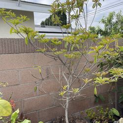 Fruit. Tree