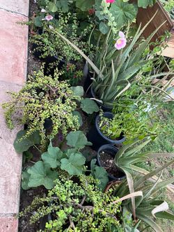 Whoa Large Mega Deal Available for our plants