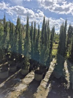 Italian cypress trees eight foot tall delivered