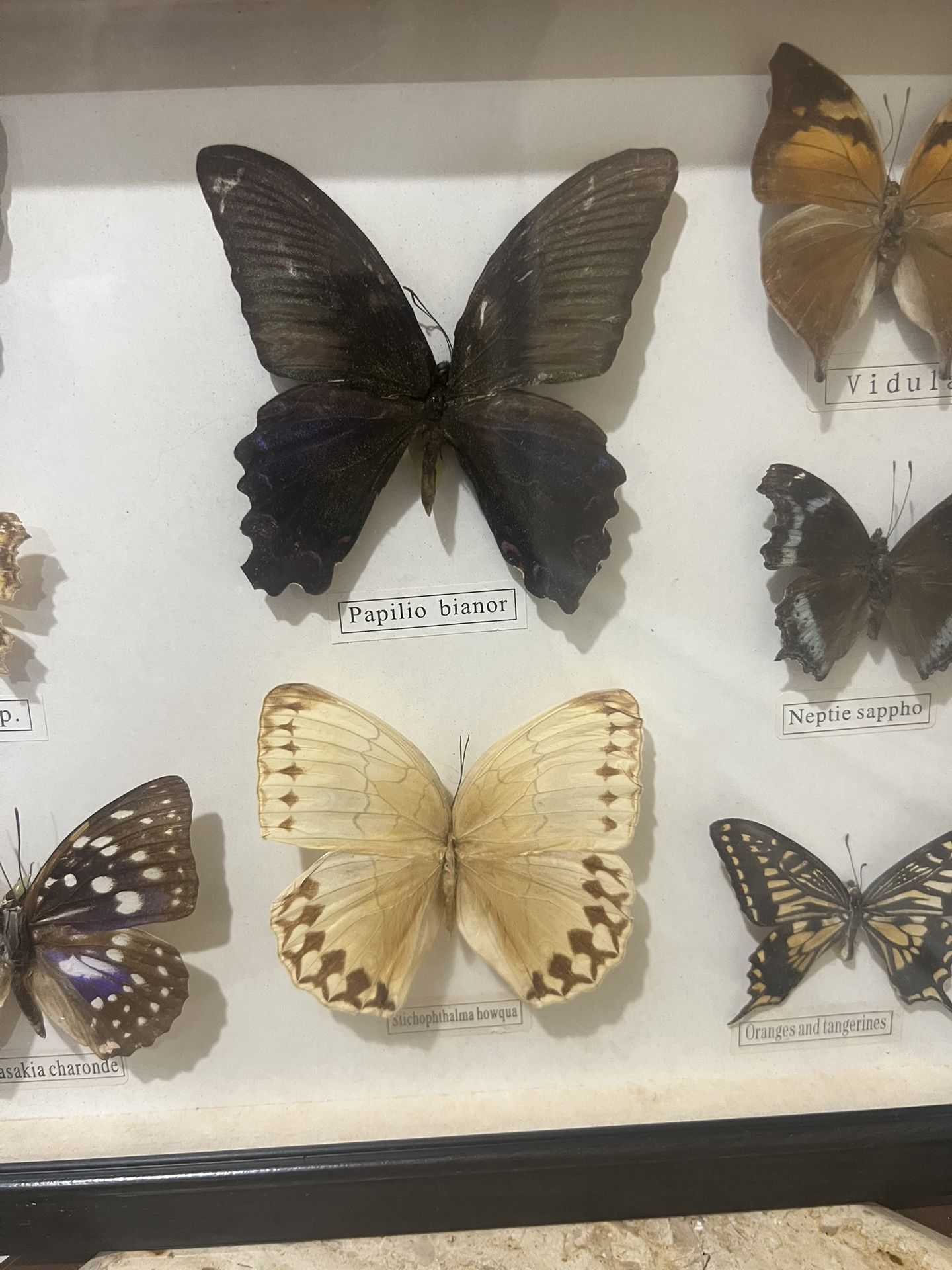 Butterfly Dried. Square Wood Framed Wall