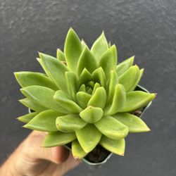 Echeveria agavoides - “Molded Wax Agave”