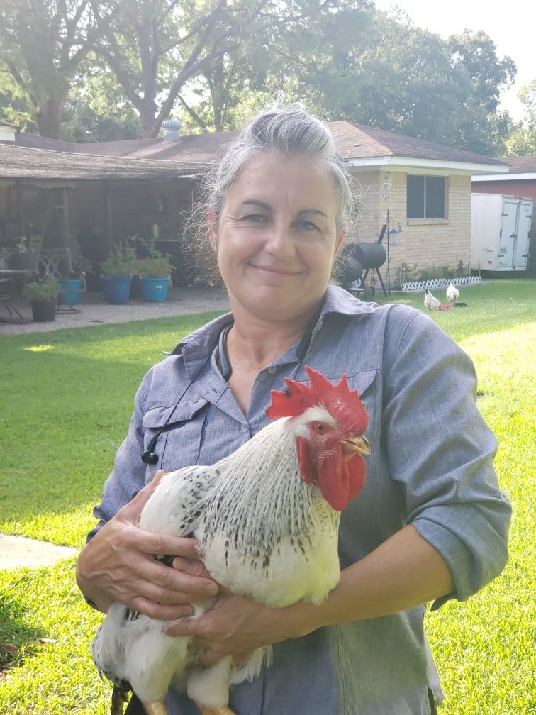 Roosters for Sale in Texas City, TX OfferUp