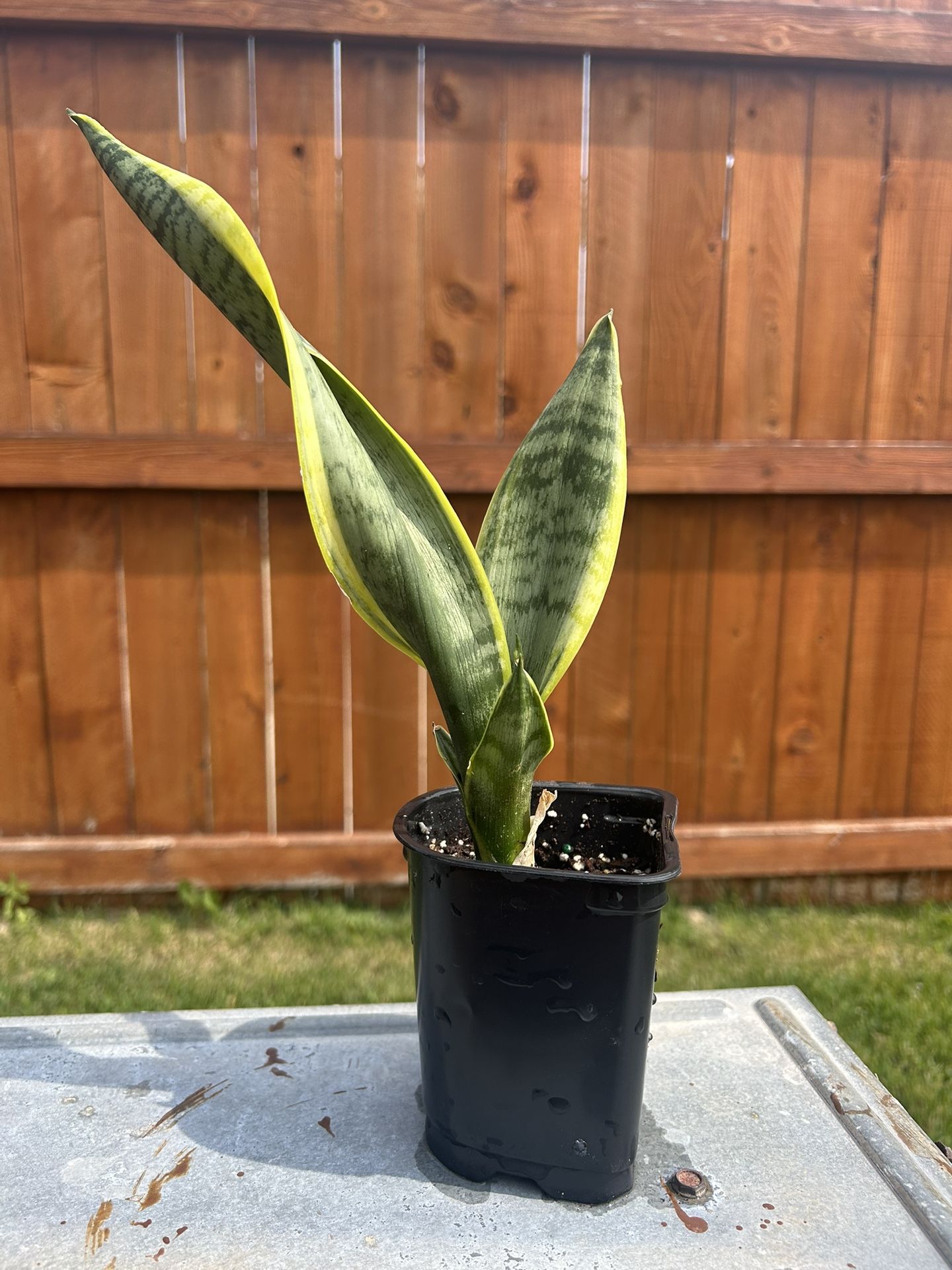 Snake Plant