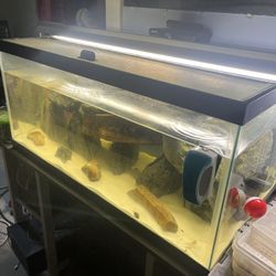 Fish Tank