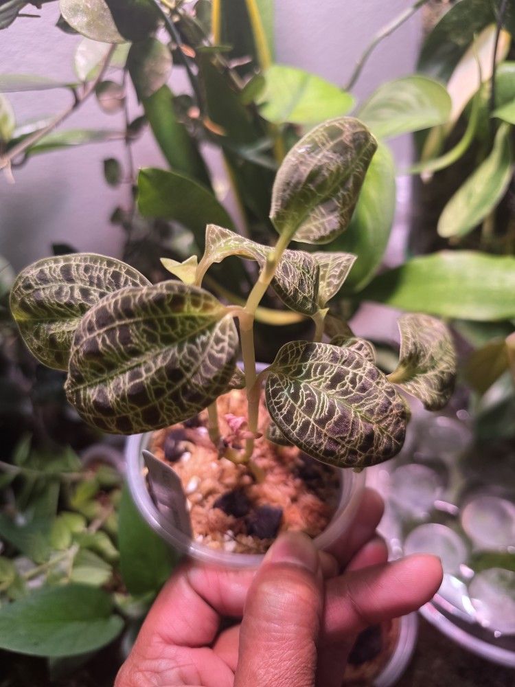 Macclesfield Petola Lightning Orchid 2 Rooted Plants Growig In Moss