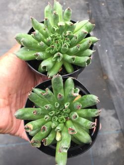 Succulents 2.5”