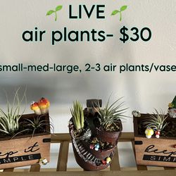Air Plants ~REAL~