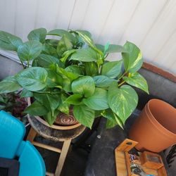 Planta Para Porche Adentro 