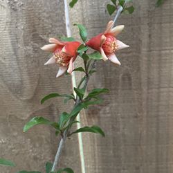 Mature Pomegranates Tree 