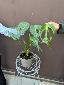 Xl Monstera Burle Marx Flame In 7” Pot
