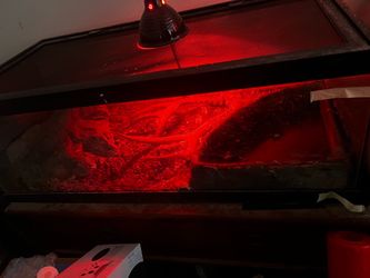Snake tank come with everything in the picture 75 watt heat light with lamp water bole house and a heat mat