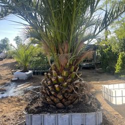 Pindo Palm  