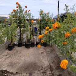 Flores