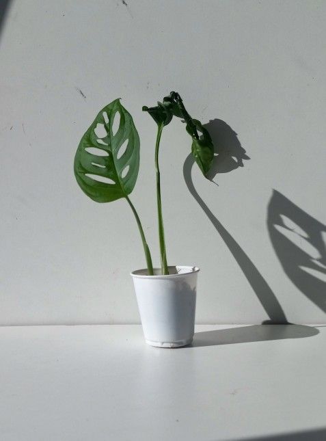 Wide Leaf Monstera Adansonii Plant/ Swiss Cheese Monstera/ House Plant/ Indoor Plant Flower Patio