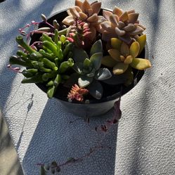 Succulents 