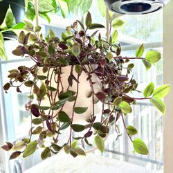 Tradescantia Zebrina Purpussi Inch Plant Purple Vines 6 Inch In Self Watering Pot