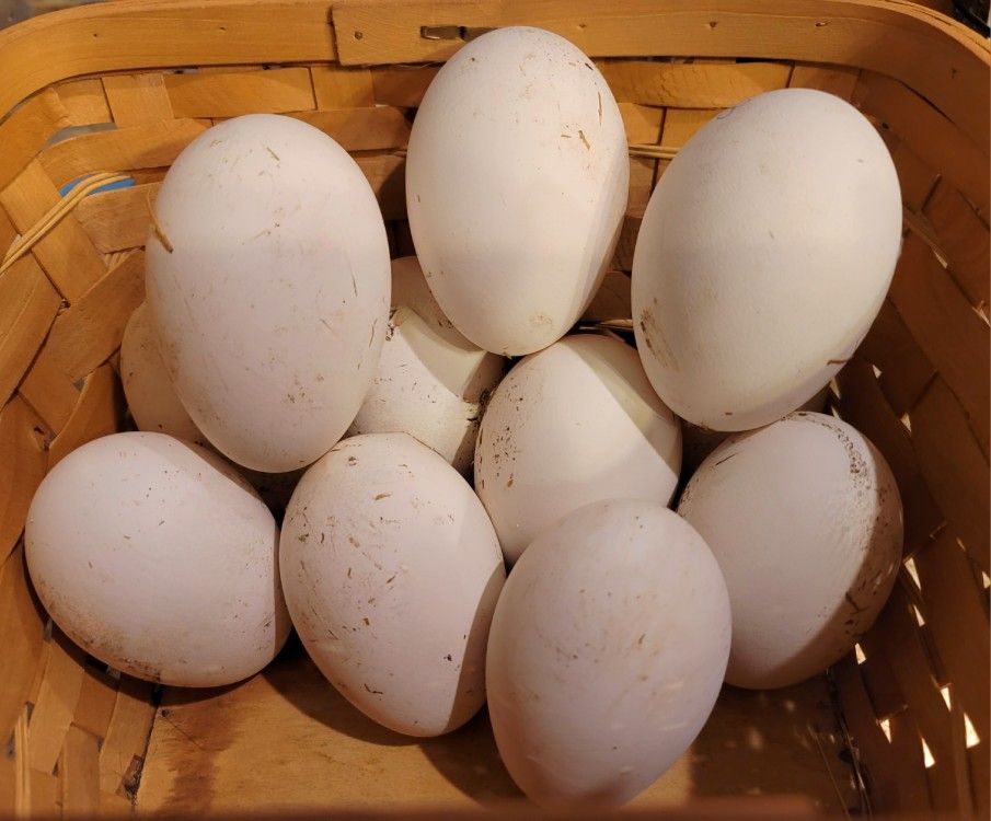 FARM FRESH GOOSE EGGS