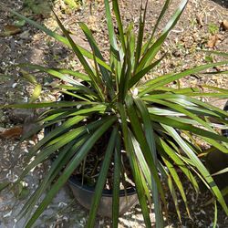 Dracaena Plant