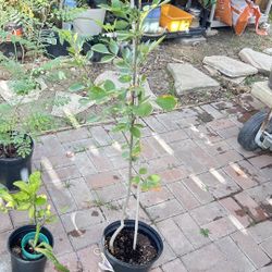 Ash trees ( Fresno trees) 