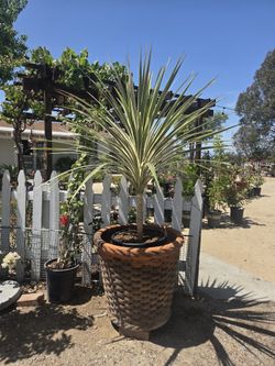 $120 XL Cordyline australis 🌿15-gallon
