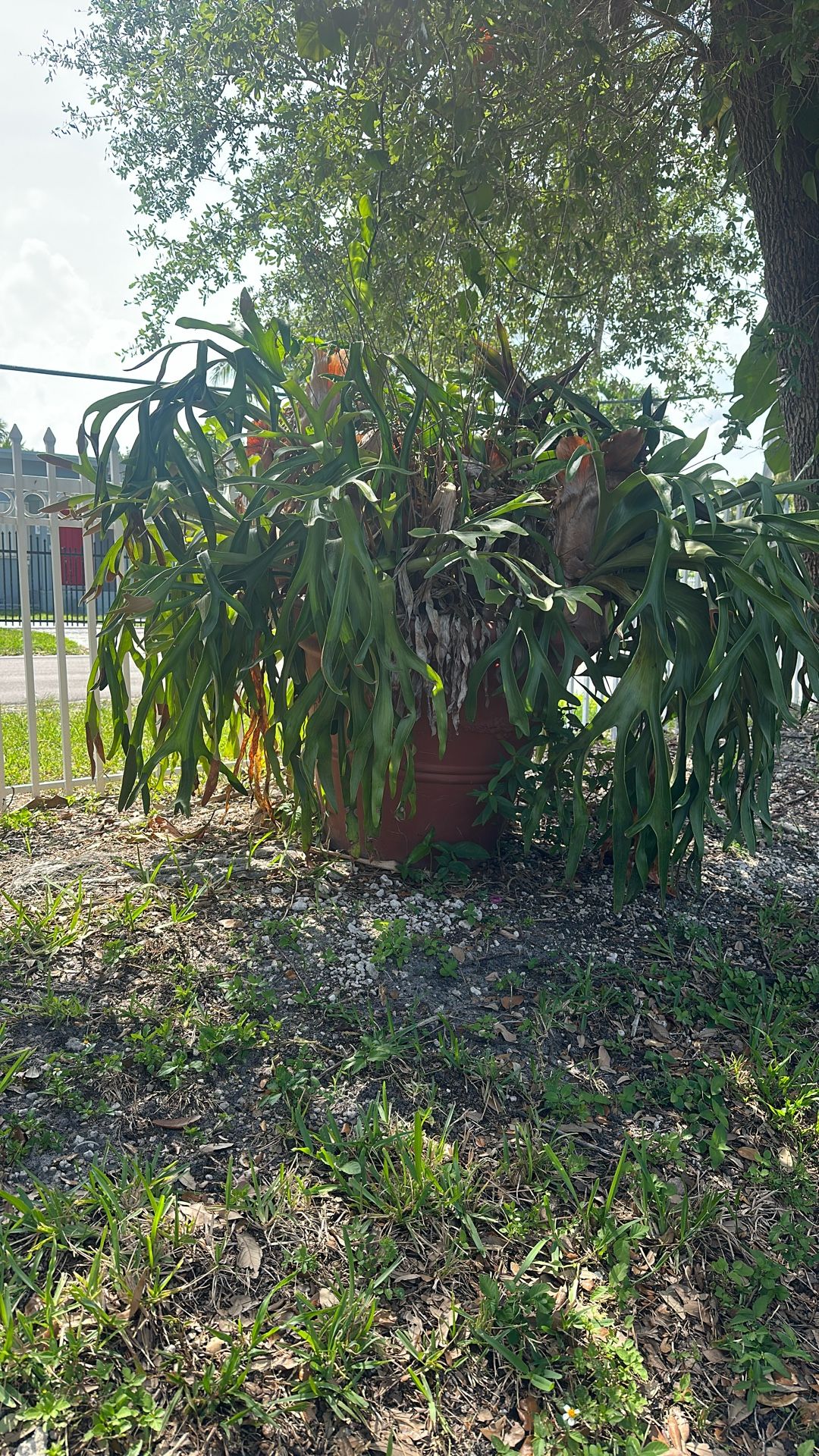 Plant