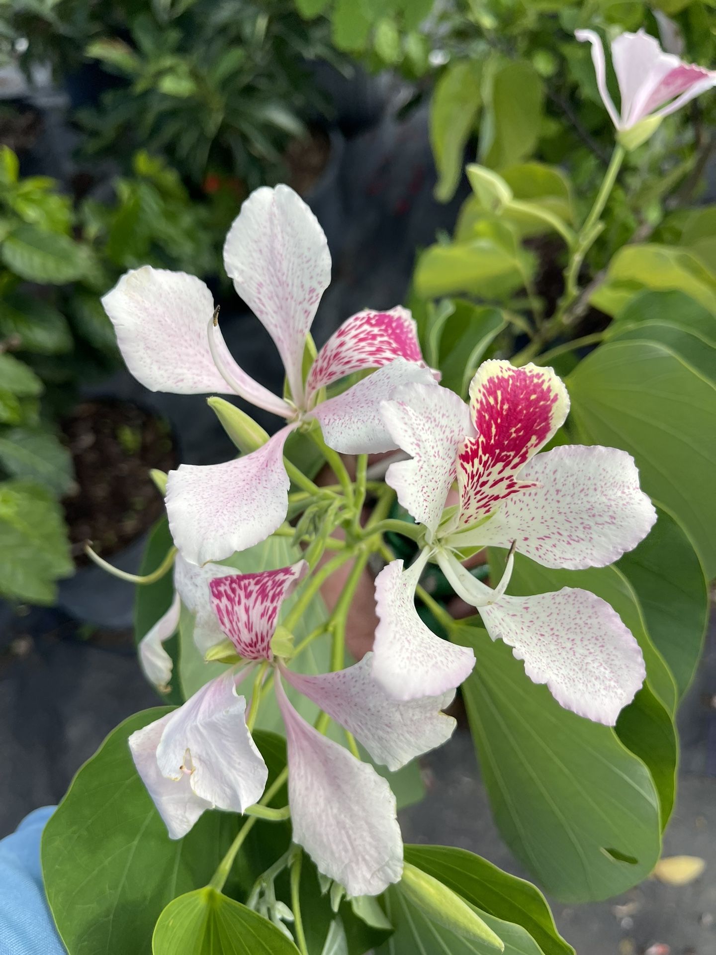 Orchid Tree