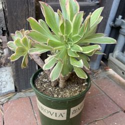 Variegated Aeonium 1 Gallon