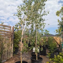 $250 Each Fast Growing Cottonwood Trees 