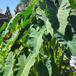 Pond Plants & Koi Large $50 Bucks